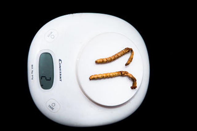 Weight of Cordyceps Incensis