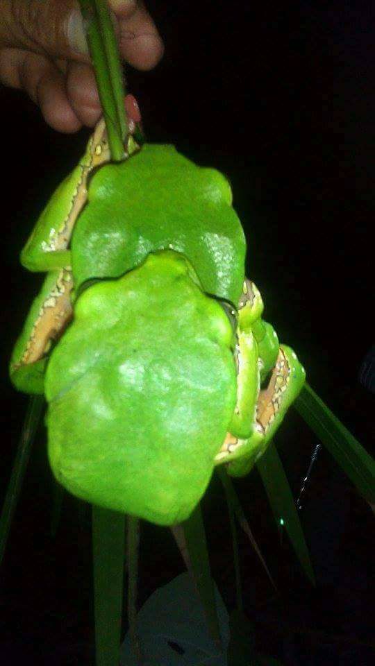 Frog Venoms Phyllomedusa (Kambo)