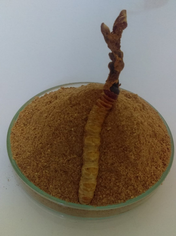 Powdered Cordyceps Sinensis