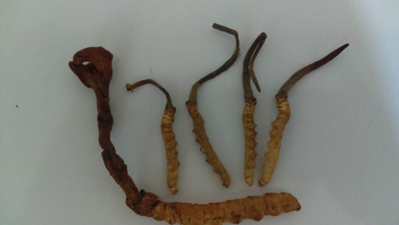 Cordyceps Sinensis Peru
