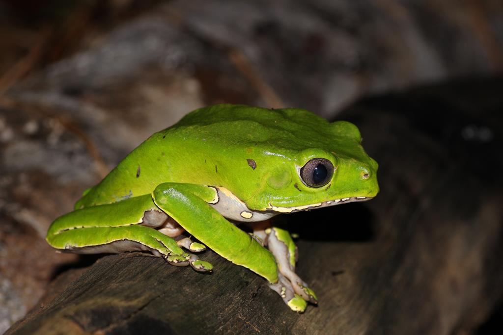 Frog Venoms Phyllomedusa (Kambo)